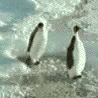 salut les pingouins des vosges!!!!!!! 216633